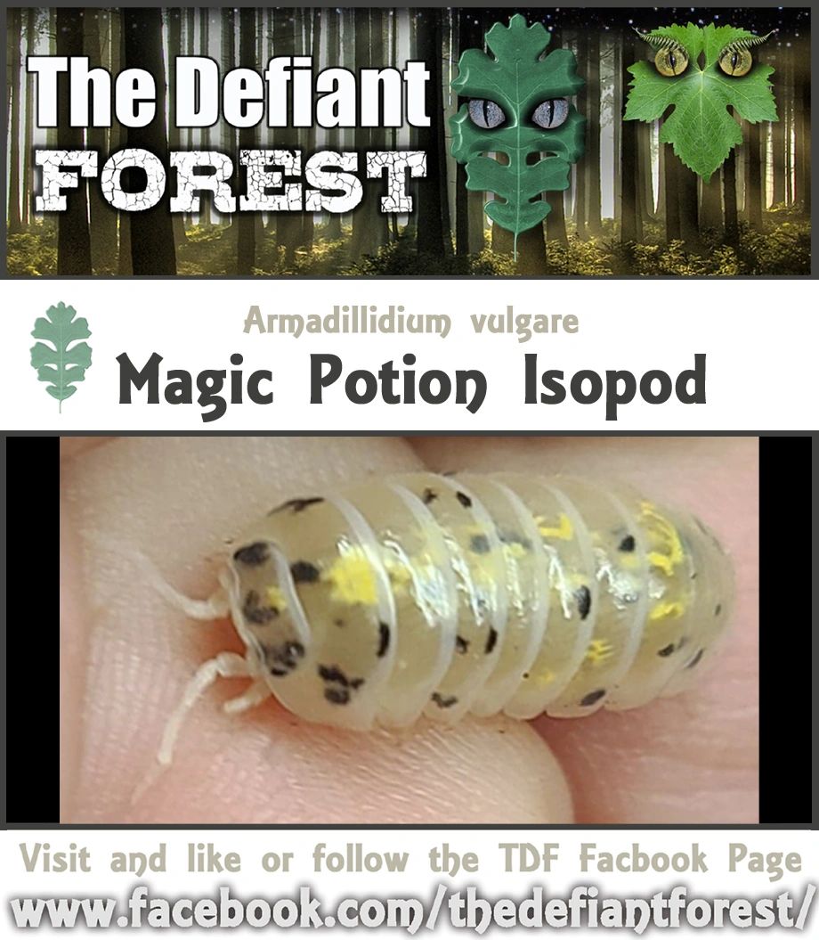 Magic Potion Isopod Juveniles (Armadillidium vulgare) Japanese Strain